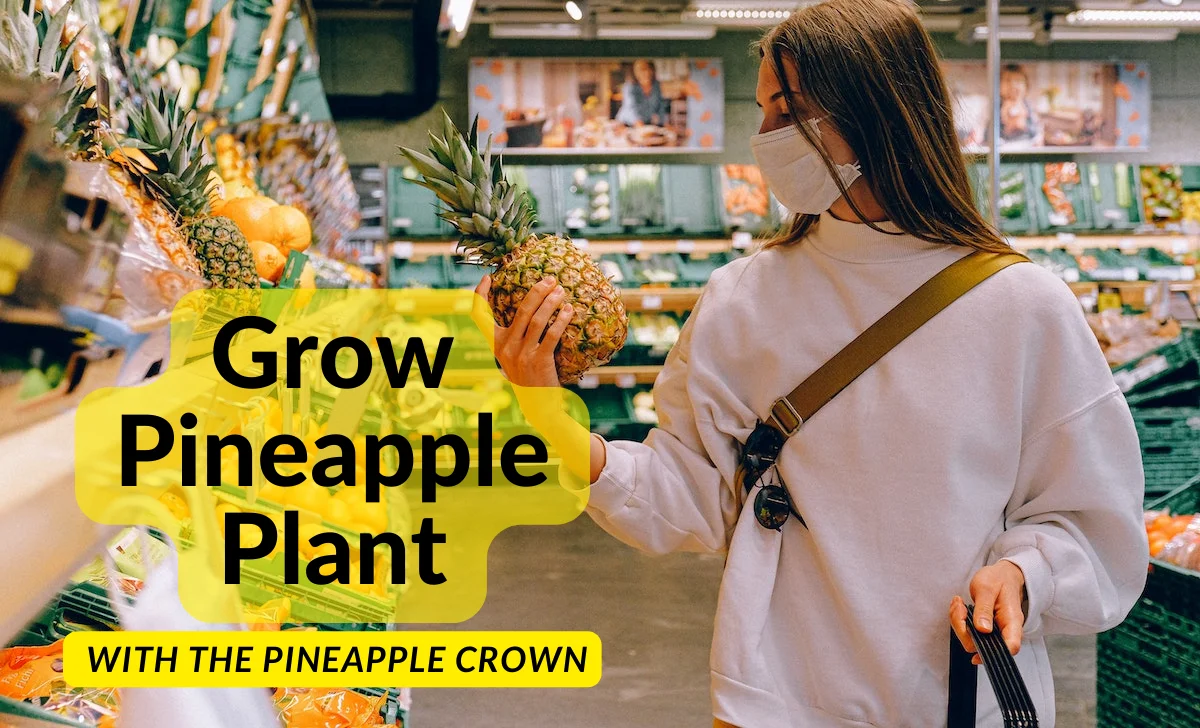 Grow Your Own Pineapple Plant