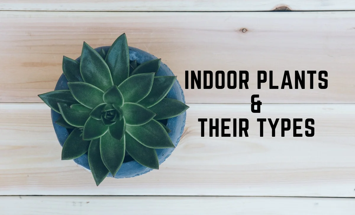 Indoor Plants & Their Types: Bringing Nature Indoors